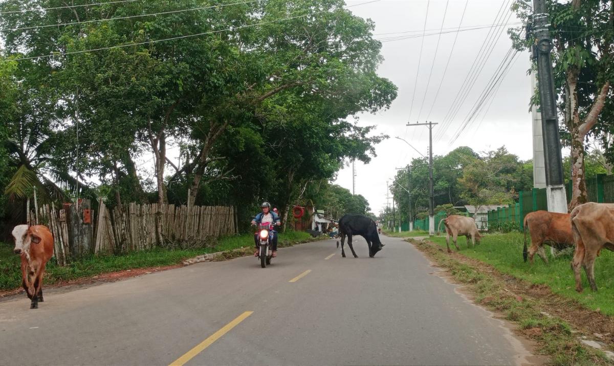 Animais na rua