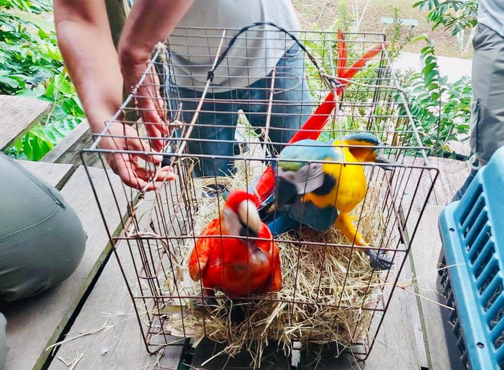 Ipaam apreende mais de 20 animais silvestres utilizados como atracao turistica em acao conjunta com Ibama