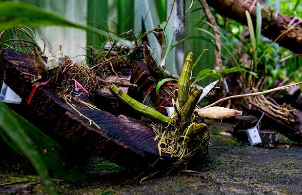 Com apoio do Governo do AM pesquisa elabora banco de dados sobre grupo de plantas amazonicas pouco conhecidas