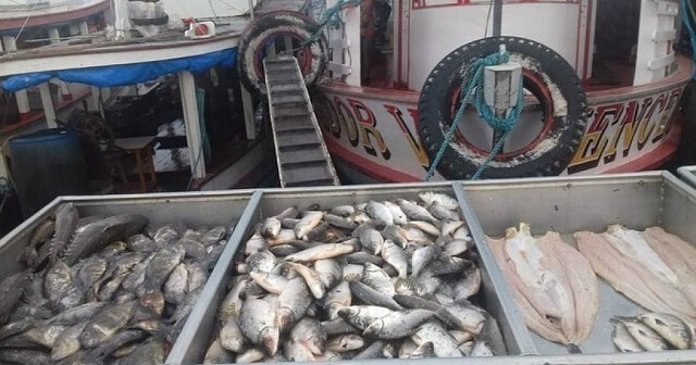 Pesquisa do AM sobre consumo de peixes e destaque em revista cientifica internacional