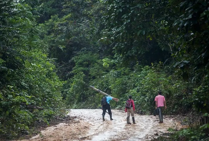 Pesquisadores desenvolvem algoritmo que projeta futuro de especies da Amazonia
