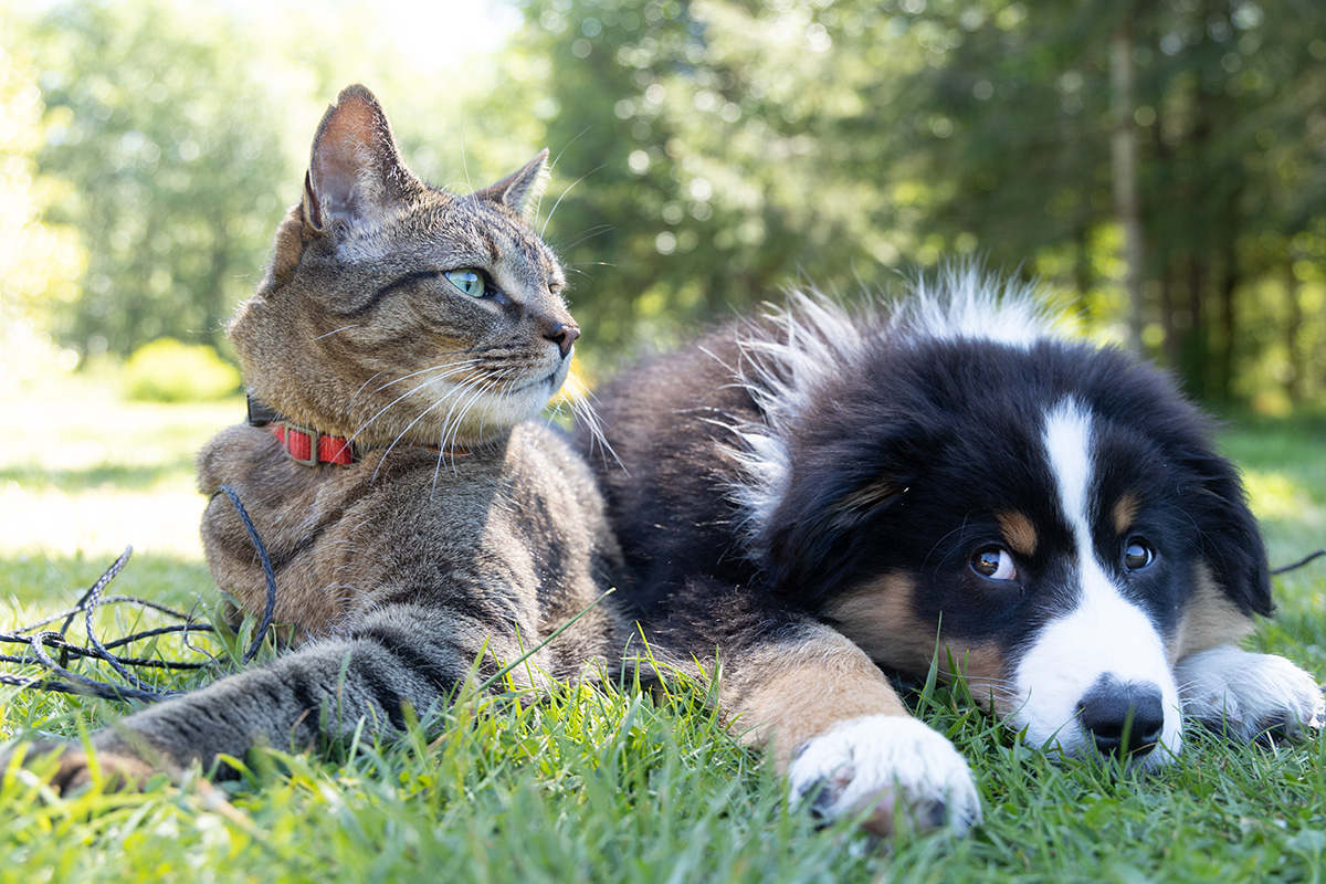 Rinite e sinusite também afetam cães e gatos