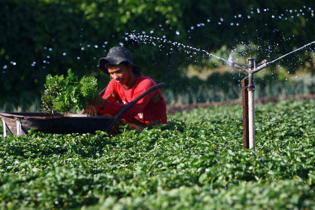 Governo do Amazonas abre segundo edital para aquisicao de generos alimenticios da Agricultura Familiar