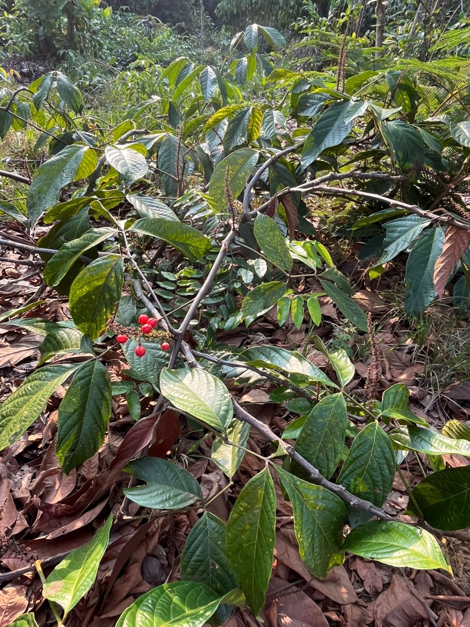 Com apoio do Governo do Amazonas, projeto usa blokchain e sustentabilidade para ajudar agricultores rurais
