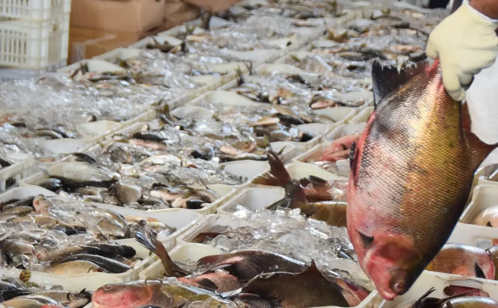 002-1024x634 Parintins garante segurança alimentar na Semana Santa com distribuição de pescado a 3 mil famílias